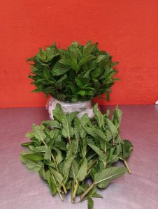 Mentha embalaje 3